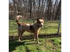 Adopt Rojo a Cattle Dog