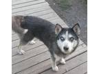 Adopt D Dog a Black - with Gray or Silver Husky / Mixed dog in Kellogg
