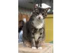 Adopt Sahara a Calico or Dilute Calico Domestic Shorthair (short coat) cat in
