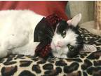 Adopt Espionage a Domestic Short Hair