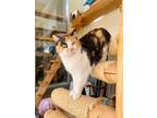 Adopt Fuerza a White Domestic Shorthair / Domestic Shorthair / Mixed cat in