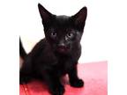 Adopt Sylvester a All Black Domestic Shorthair (medium coat) cat in Tehachapi