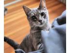 Adopt Charlotte a Gray, Blue or Silver Tabby Domestic Shorthair (short coat) cat