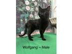 Adopt Wolfgang a All Black Domestic Shorthair (short coat) cat in Fairmont