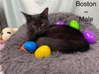 Adopt Boston a All Black Domestic Shorthair (short coat) cat in Fairmont