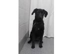 Adopt Benny a Labrador Retriever