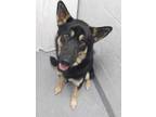 Adopt Harley a German Shepherd Dog