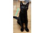 Adopt Castiel a All Black Domestic Shorthair (short coat) cat in schenectady