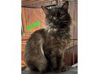 Adopt King a All Black Domestic Longhair (long coat) cat in schenectady