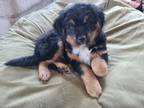 Adopt Lovable Louie a Bernese Mountain Dog