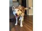 Adopt Cinnamon a Red/Golden/Orange/Chestnut - with White Siberian Husky / Mixed