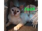 Adopt Faith a Tiger Striped Domestic Shorthair (short coat) cat in schenectady