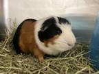 Adopt Meelo a Guinea Pig