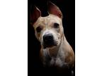 Adopt Pretty a Brown/Chocolate - with White Pit Bull Terrier / Mixed dog in