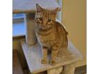 Adopt Dash a Domestic Short Hair