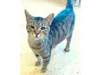 Adopt Elwood a Brown Tabby Domestic Shorthair (short coat) cat in Carlinville