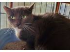 Adopt Spunky a Gray or Blue (Mostly) Domestic Mediumhair (medium coat) cat in