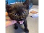 Adopt Squeakers a All Black Domestic Shorthair / Mixed cat in Franklin