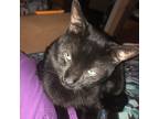 Adopt Little a All Black Domestic Shorthair / Mixed cat in Carroll