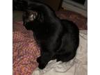 Adopt Tiny a All Black Domestic Shorthair / Mixed cat in Carroll, IA (38497297)