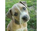 Adopt Roz a Tan/Yellow/Fawn American Staffordshire Terrier / Mixed dog in St.