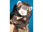 Adopt Hershey a Ferret small animal in Lyons, IL (38498322)