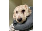 Adopt Snowball a Bichon Frise