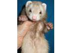 Adopt Keiko a Ferret small animal in Lyons, IL (38498323)