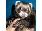 Adopt Vera the Bandit a Ferret small animal in Lyons, IL (38498324)