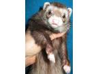 Adopt Ina Baby a Ferret small animal in Lyons, IL (38498325)