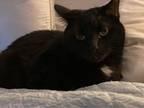Adopt Nix a All Black Domestic Shorthair (short coat) cat in Fairborn