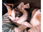 Adopt Holly P a Calico or Dilute Calico Domestic Shorthair (short coat) cat in