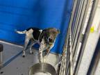 Adopt Cush a Black Mixed Breed (Medium) dog in Whiteville, NC (38491482)