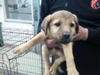 Adopt A427466 a German Shepherd Dog, Mixed Breed
