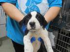 Adopt A427501 a Pointer, Mixed Breed
