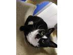 Adopt Lexi a Black & White or Tuxedo Domestic Shorthair (short coat) cat in