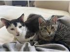 Adopt Eddie & Zoe a Brown Tabby Domestic Shorthair (short coat) cat in Brooklyn