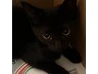 Adopt Sally a All Black Domestic Shorthair / Mixed cat in St.