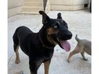 Adopt Hula Hoop a Black - with Tan, Yellow or Fawn Shepherd (Unknown Type) /