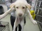 Adopt A426815 a Siberian Husky, Labrador Retriever