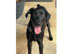 Adopt Finn a Black Labradoodle / Mixed dog in Cumming, GA (38479307)