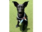 Adopt Bart a Black - with White Labrador Retriever / Mixed dog in Cumming