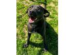 Adopt Hannah a Black - with White Labrador Retriever / Mixed dog in Cumming