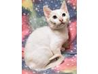 Adopt Zara- RC PetSmart a White Domestic Shorthair (short coat) cat in Rancho
