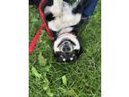 Adopt Togo-Kitchener a Black Mixed Breed (Large) / Mixed dog in Kitchener