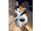Adopt Cutie a Calico or Dilute Calico Calico (medium coat) cat in Tehachapi