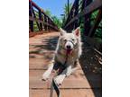 Adopt Luna a White - with Brown or Chocolate Australian Shepherd / Mixed dog in