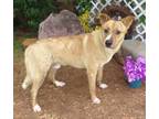 Adopt A427927 a German Shepherd Dog, Mixed Breed