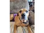 Adopt Elmer a Red/Golden/Orange/Chestnut Coonhound (Unknown Type) / Mixed dog in