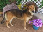 Adopt A427933 a German Shepherd Dog, Mixed Breed